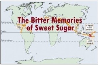 砂糖の甘美な誘惑とそこに潜む苦い記憶 The Sweet Temptation of Sugar and the Bitter Memories It Conceals